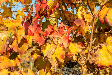 Vigneto in autunno, texture