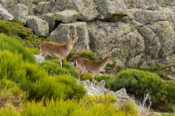 Naklejka na ściany i meble Two female ibex among the rocks of the mountain