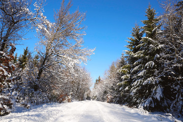 Winter trees and road in german forest with snow.