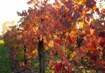 Vigneto in autunno, texture