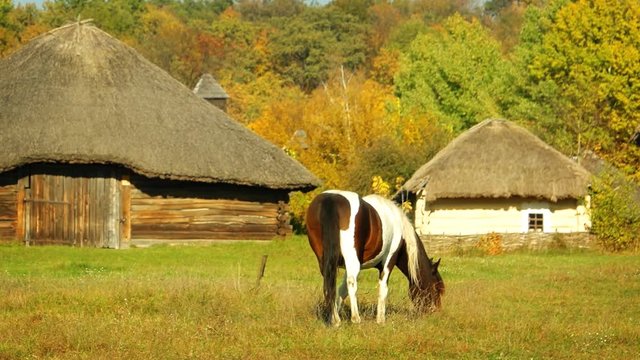 Horse Grazing amongst Traditional Houses in Old Ukrainian Village