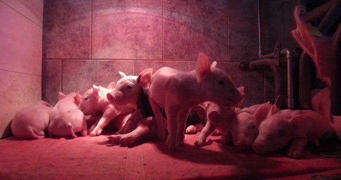 Agrarvideo - Schweinezucht, kleine Ferkel im Ferkelnest, Nahaufnahme