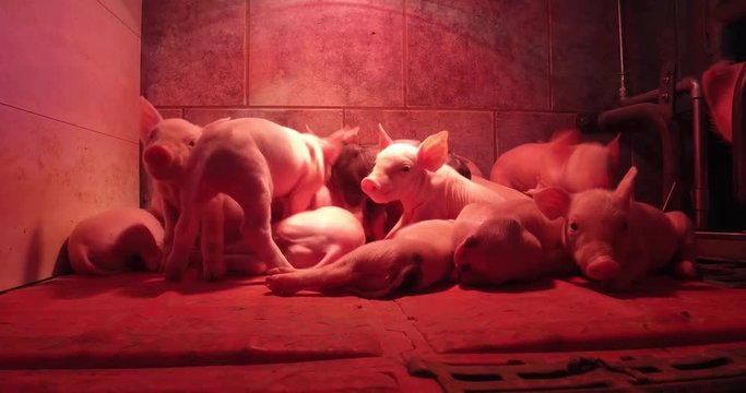 Agrarvideo - Schweinehaltung, neugeborene Ferkel im Ferkelnest unter einer W&auml;rmelampe