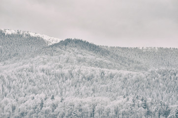 Hills with snowy forest. Winter landscape