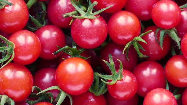 fresh wild currant tomatoes (Solanum pimpinellifolium) rotating closeup