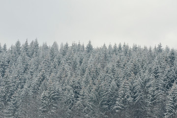 Fototapeta premium Snow-covered tops of firs. Thick coniferous forest. Winter landscape