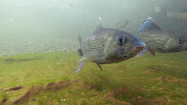 Fresh water fish Grayling, thymallus thymallus swimming and eating aquatic insects in a natural stream. Underwater footage. River habitat. Little creek. Underwater footage with &Auml;sche.
