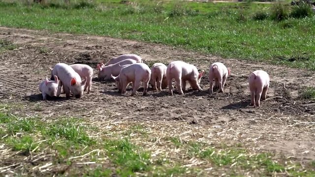 Outdoorschweinehaltung - Ferkel wühlen und spielen auf einer Sauenweide