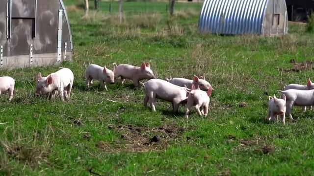 Agrarvideo - Outdoorschweinehaltung, Ferkel spielen ausgelassen auf einer Weide
