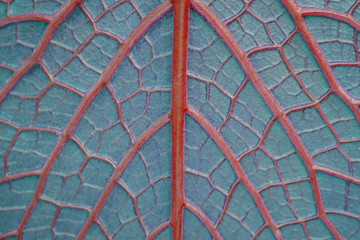 leaf texture close up background.