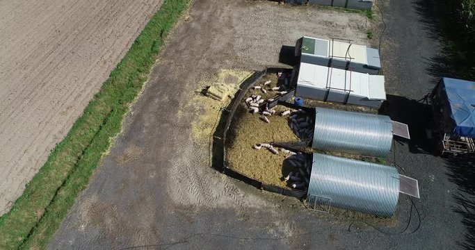 Outdoorschweinehaltung, Ferkelaufzucht in eingestreuten Ferkelhütten, Überflug mit Drohne