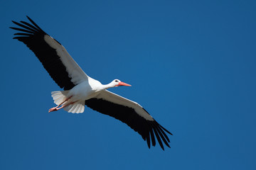 Obraz premium Flying stork under blue sky, stork flying in nature (Ciconia ciconia)
