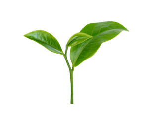 green tea leaf isolated on white background © sangsiripech