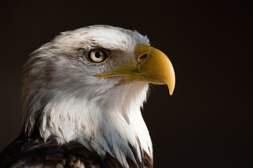 Porträt-Seeadler Weißkopfseeadler, nationaler amerikanischer Beutevogel auf der schwarzen Tapete