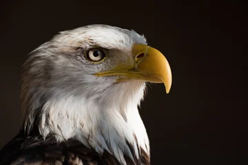 Foto auf Acrylglas Adler Porträt-Seeadler Weißkopfseeadler, nationaler amerikanischer Beutevogel auf der schwarzen Tapete