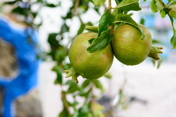 Niedojrzałe owoce granatu na drzewie