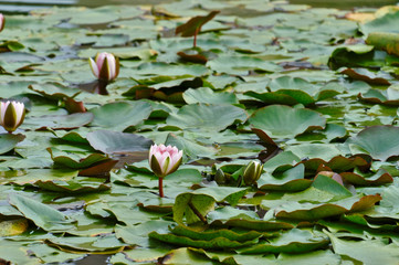 Water Lillies in the Garden. Seville, Spain