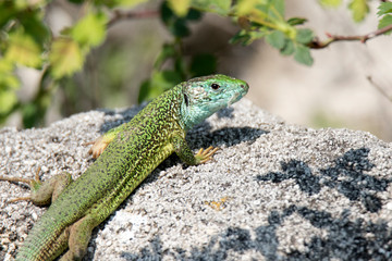 lizard on rock