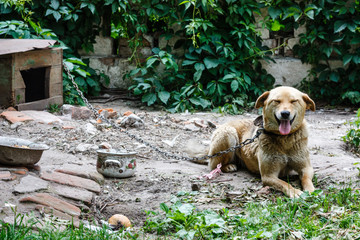 mongrel dog near its kennel.