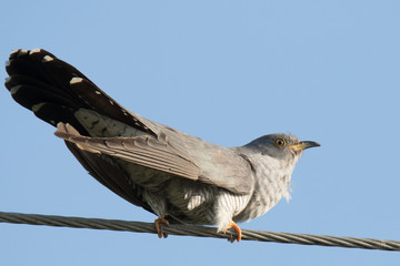 cuckoo on wire