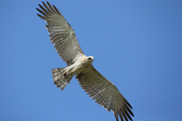 short-toed snake eagle in flight