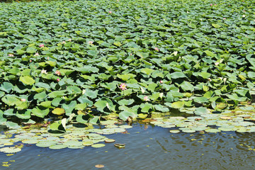 Loto in natura