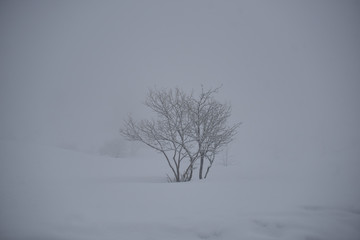 Fototapeta na wymiar nebbia inverno 
