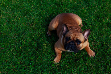 Dog breed French Bulldog