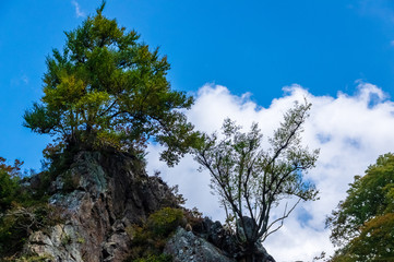 地獄谷野猿公園の秋