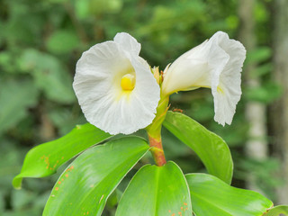 Hibiskusblüte weiss © Chris