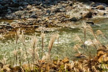地獄谷野猿公園の秋