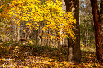 autumn in the park