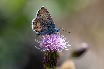 Obraz na płótnie Canvas Close up of a blue wing butterfly