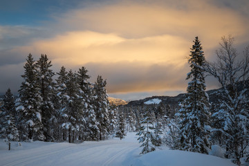 Fototapeta premium Deep fresh snow in norwegian forest. Boreal landscapes in winter scenery.