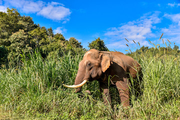 Fototapeta na wymiar Asian Elephant It is a Big mammal.