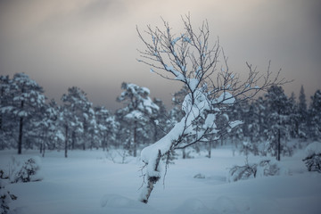 Deep fresh snow in norwegian forest. Boreal landscapes in winter scenery.