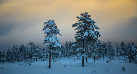 Deep fresh snow in norwegian forest. Boreal landscapes in winter scenery.