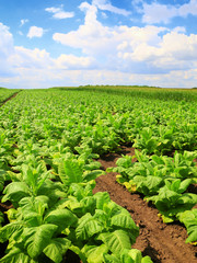 Fototapeta na wymiar Tobacco big leaf crops growing in tobacco plantation field