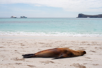 Fototapeta premium Lazy Galapagos sea lion relaxes on the beach with cruise ships in the ocean in the background