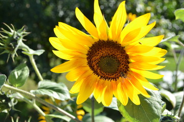 Yellow sunflower with bumblebee detail