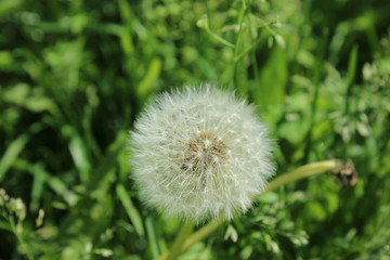 dandelion green background macro summer flower nature plant green grass spring white flora weed 