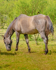 Naklejka na ściany i meble Brown Horse Eating Grass at Rural Environment