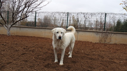 Fototapeta premium dog anatolian akbash akbaş
