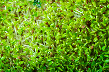 Macro microgreens. Background of microgreen. soybean sprouts. green textural background of natural greens