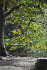Resting place under a Tilia tree on a sunny autumn day
