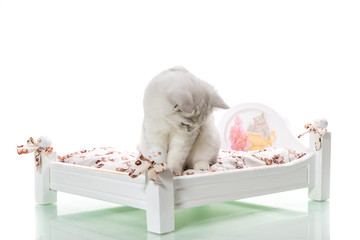 beautiful young cat breed Scottish chinchilla straight