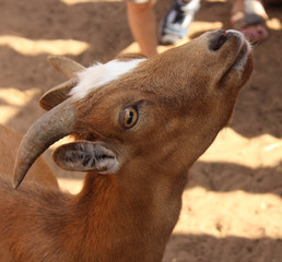 Fototapeta premium brown goat horns zoo nature wildlife wild grass portrait animals face cute young 
