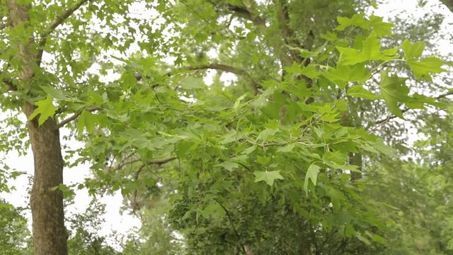 Big maple in the park, green big maple, Maple leaves sway in the wind