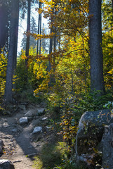 A path in autumn forest