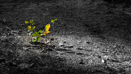 Little beech in autumn colors